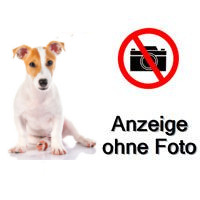 Jack Russell Mädchen
