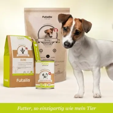 Welches Futter für Jack Russell?