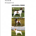 FCI Standard No 345 Jack Russell Terrier