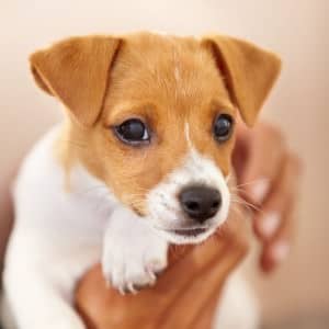 Sind die Augen des Jack Russell Welpen sauber?
