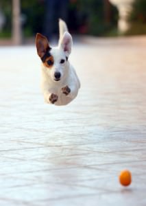 Gesunder Jack Russell Parson Terrier