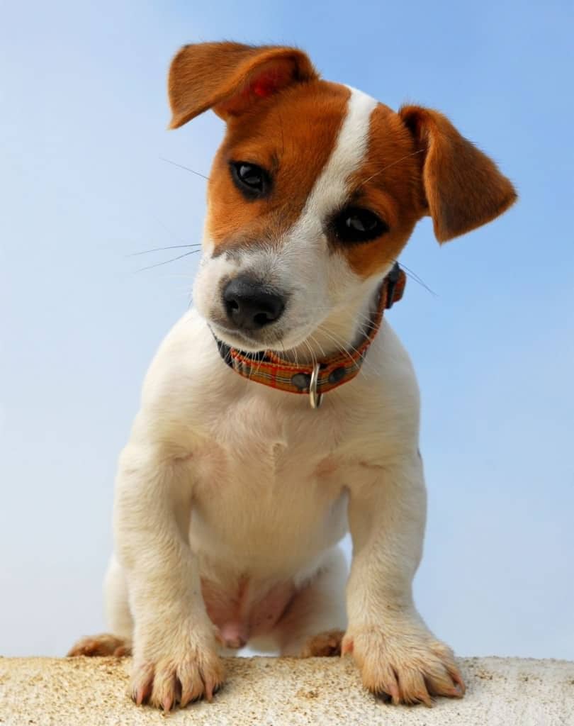 Jack Russell Erziehung