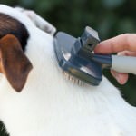 Fellpflege Jack Russel