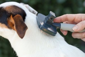 Fellpflege Jack Russel