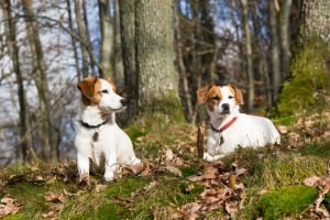 Zecken Parson Russell Terrier