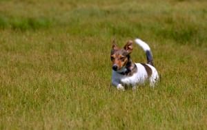Jack Russell Auslauf