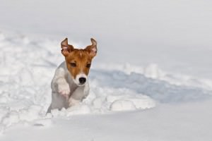 Jack Russell Charakter