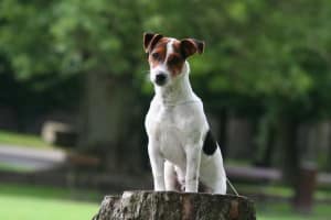 Jack Russell Steckbrief