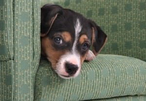 Jack Russell Terrier allein zu Hause