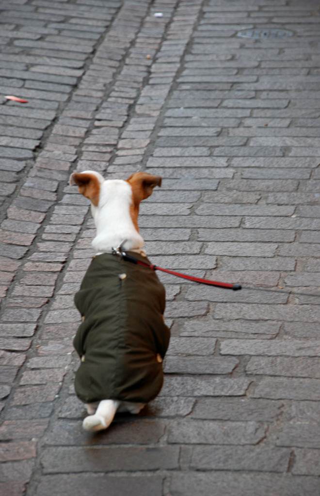 Jack Russell Terrier an der Leine