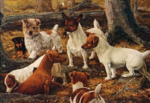 Jack Russell Terrier bei der Jagd