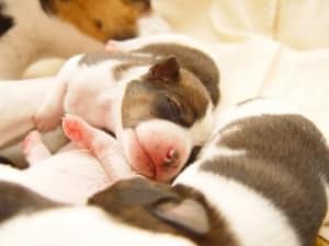 Jack Russell Welpen kaufen
