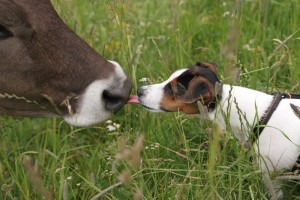 Jack Russell auf Entdeckungsreise