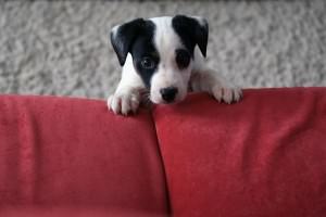 Jack Russell Aufmerksamkeit