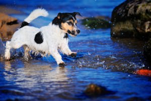 Jack Russell Züchter