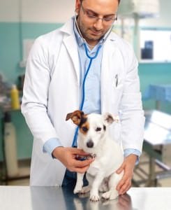 Jack Russell Tierarztkosten