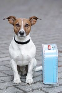 Jack Russell in Not Jack Russell in Not