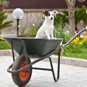 Jack Russell in Not sucht ein neues Zuhause Jack Russell in Not nicht abschieben!