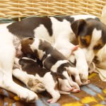 Keine Krankheiten bei Jack Russell Züchtern