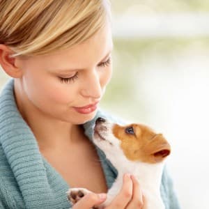 Kaufvertrag Jack Russell