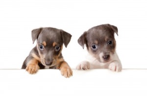Neugierige Jack Russell Welpen
