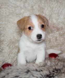 Niedlicher Jack Russell Welpe