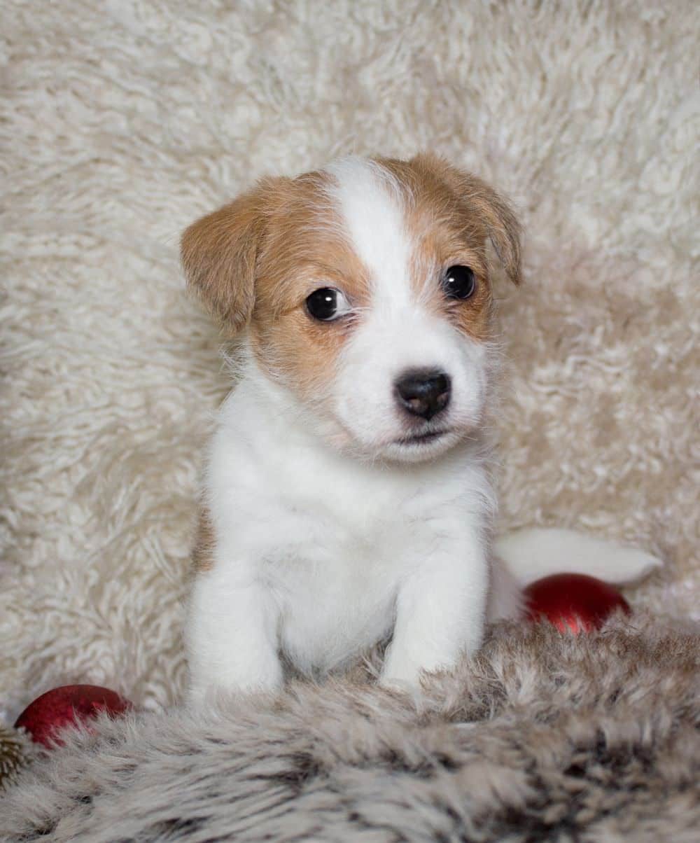 Jack Russell Züchter und Parson Russell Terrier Züchter ...