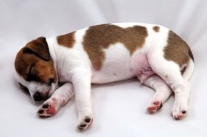 Schlafender Jack Russell Welpe.