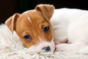 Schlafplatz für den Jack Russell Terrier.