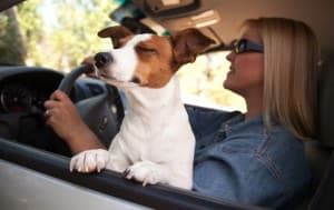 Jack Russel Auto