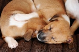 Welpen Futter Jack Russell Terrier