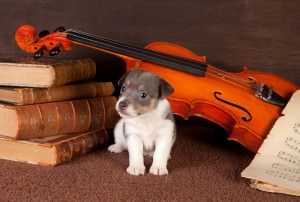 Jack Russel in der Wohnung