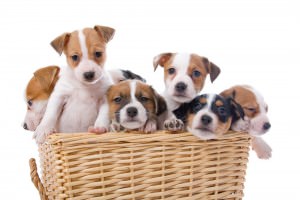 Jack Russel Terrier stubenrein