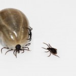 Zecken Jack Parson Russell Terrier