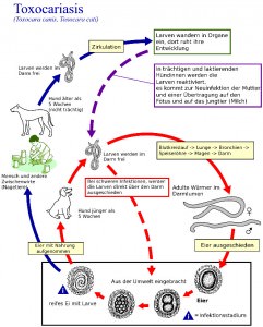 Wie gelangen die Würmer in den Körper des Jack Russel?