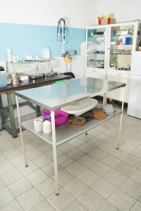 Jack Russell zuhause oder beim Tierarzt einschläfern
