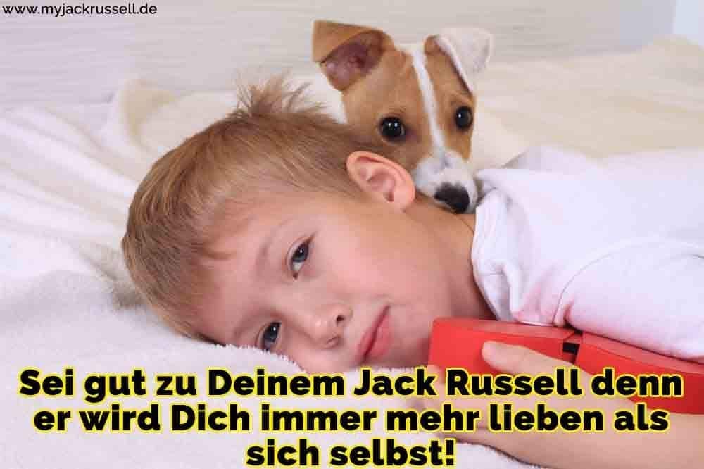 Ein Jack Russell im Bett mit einem Jungen