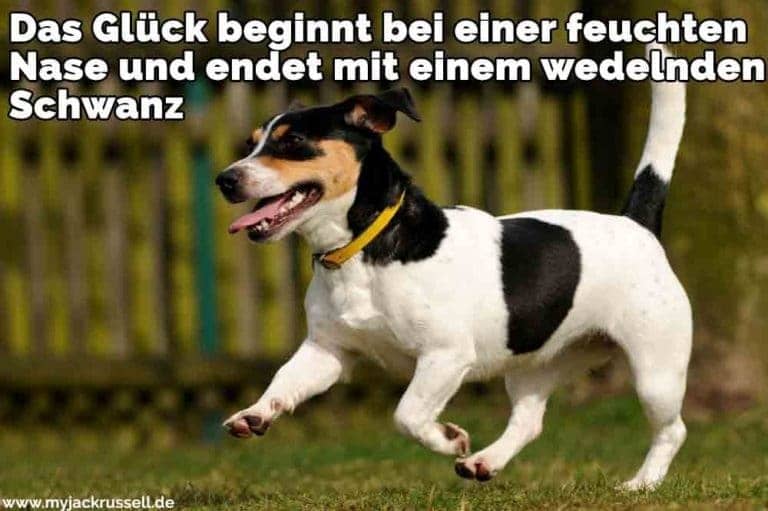 Jack Russell Zitate und Sprüche JackRussell.de