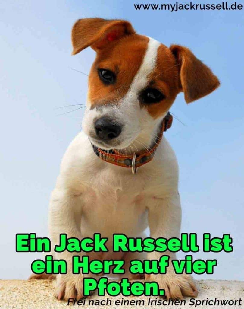 Jack Russell Zitate und Sprüche JackRussell.de