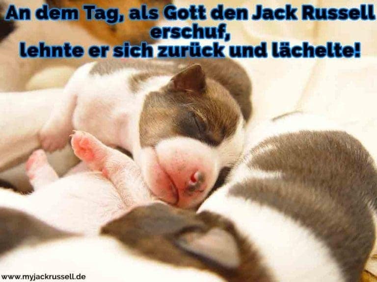 Jack Russell Zitate und Sprüche JackRussell.de