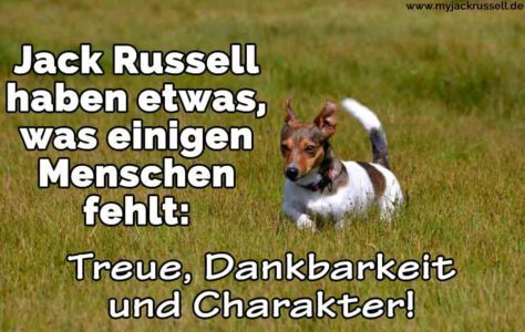 Jack Russell Zitate und Sprüche JackRussell.de