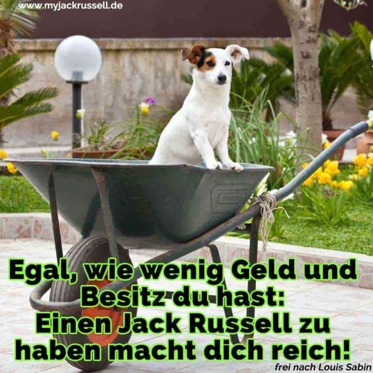 Jack Russell Zitate und Sprüche JackRussell.de
