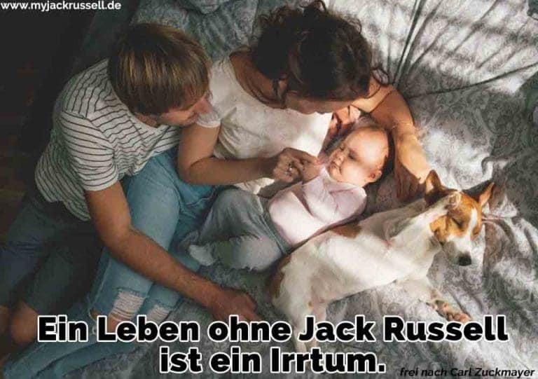 Jack Russell Zitate und Sprüche JackRussell.de