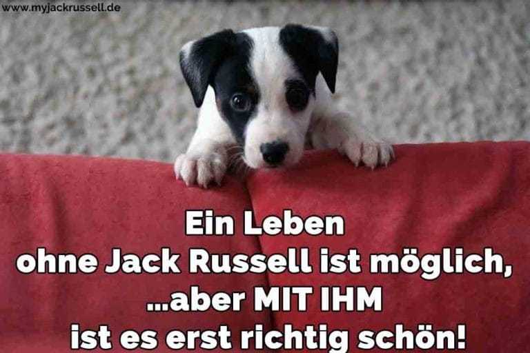 Jack Russell Zitate und Sprüche JackRussell.de