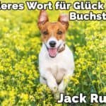 Ein Jack Russell in der Mitte der Blumen