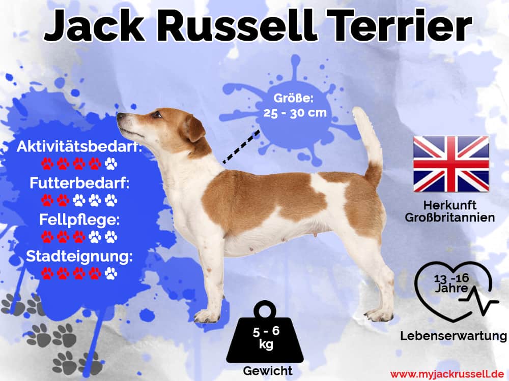 Jack Russell Infografik