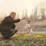 Jack Russell Erziehung