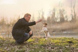 Jack Russell Erziehung