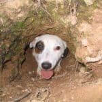 Jack Russell Terrier Fuchsjagd Bau