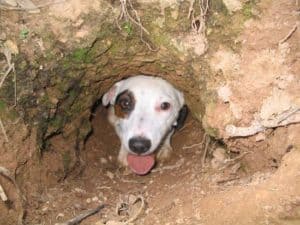 Jack Russell Terrier Fuchsjagd Bau